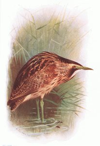 Tarabuso, da British Birds pubblicato da Longmans, 1932